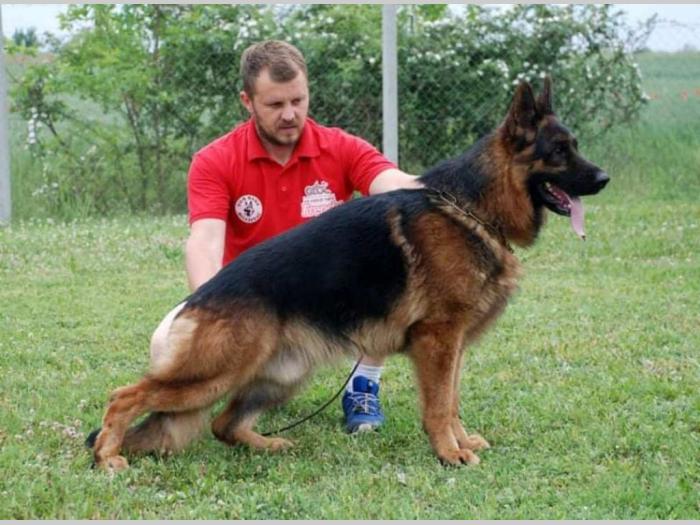 nemački ovčar vrhunskog porekla i kvaliteta besplatni mali oglasi