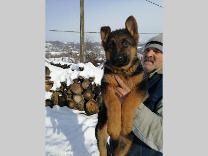 nemački ovčar vrhunskog porekla i kvaliteta besplatni mali oglasi