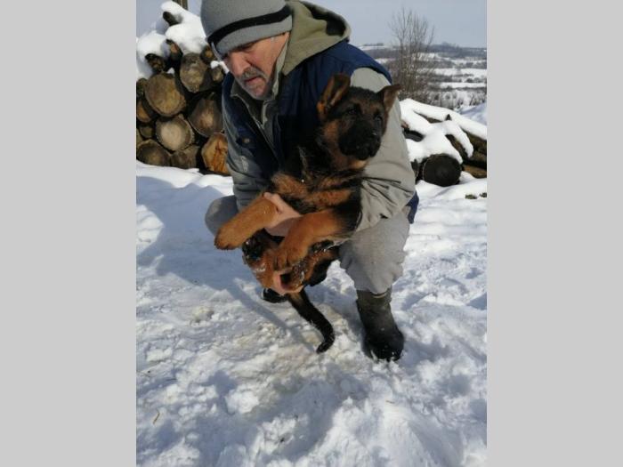 nemački ovčar vrhunskog porekla i kvaliteta besplatni mali oglasi