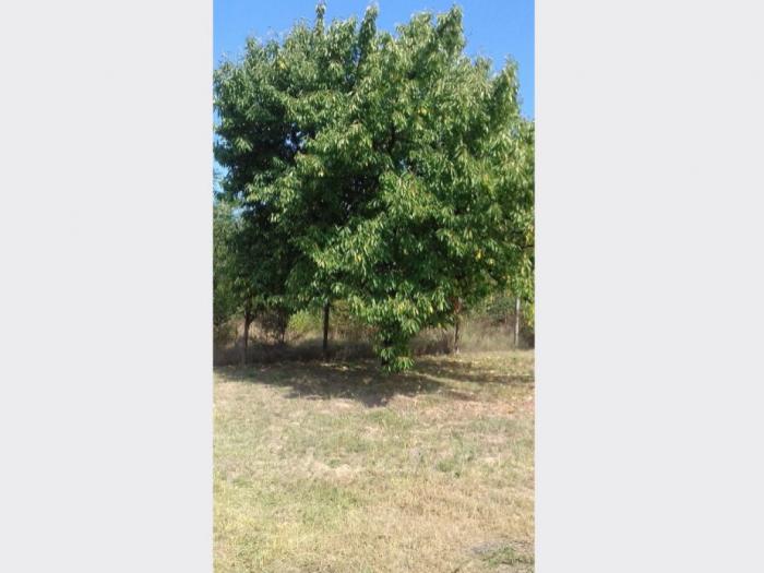 kuća i plac (106m2,14 03ari) vladimirci (skupljen) kod šapca besplatni mali oglasi