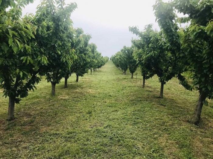 prodajem plantažu trešanja u podnožju fruške gore besplatni mali oglasi