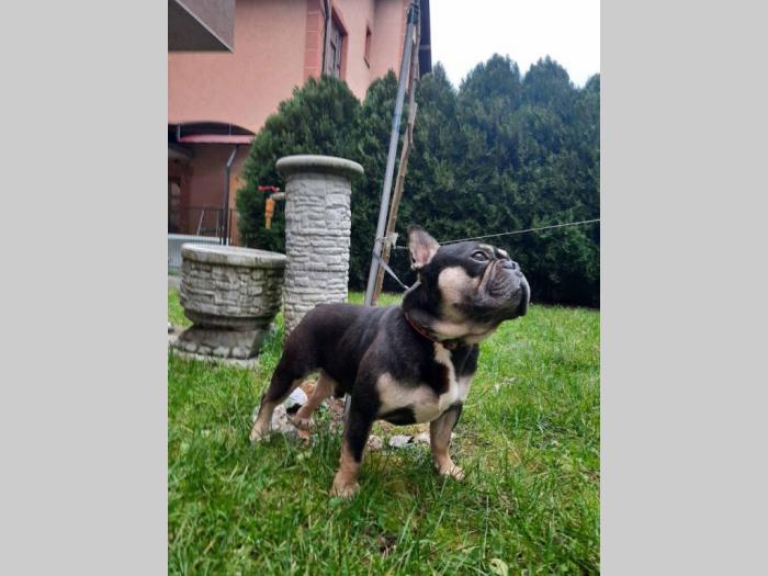 francuski buldog besplatni mali oglasi