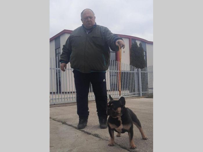 francuski buldog besplatni mali oglasi