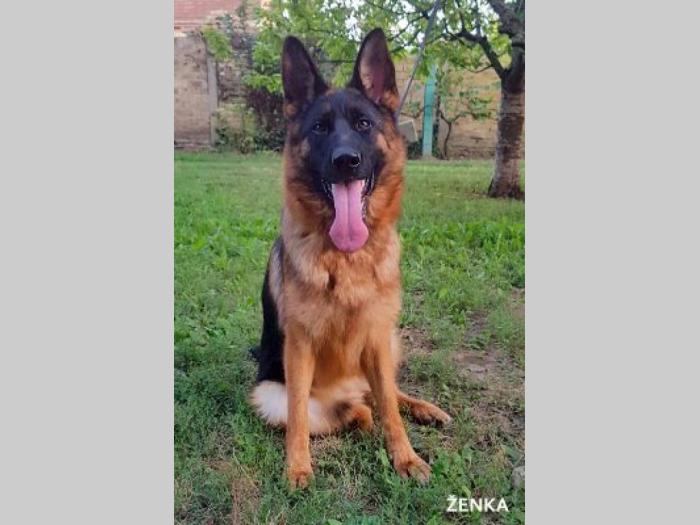 nemački ovčar šampionsko poreklo novo leglo besplatni mali oglasi