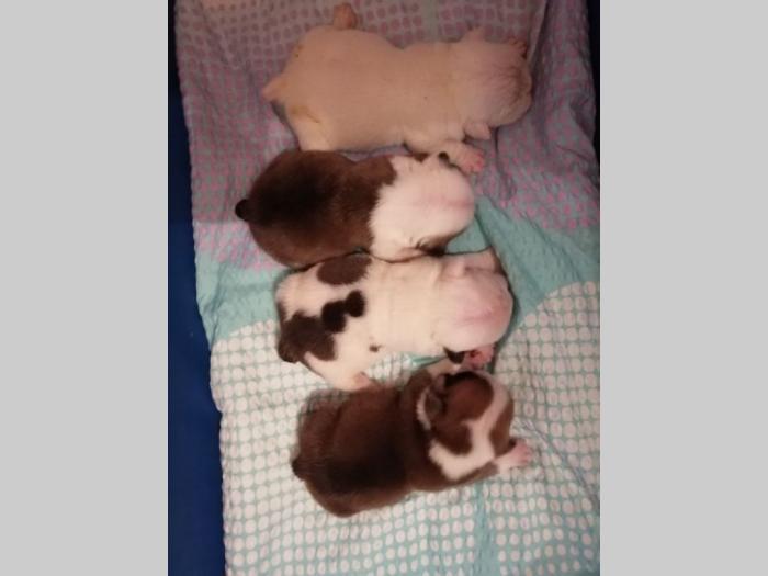 štenci engleskog buldoga 2 legla besplatni mali oglasi