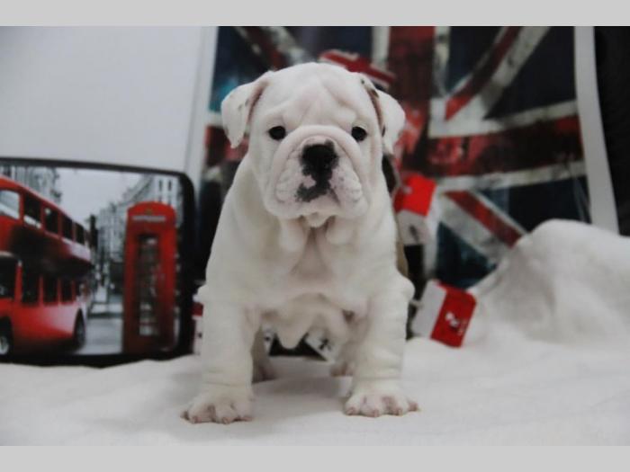 engleski buldog, kvalitetni štenci besplatni mali oglasi