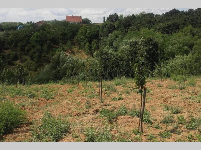 prodajem plac 1ha i 10ari, babe, sopot besplatni mali oglasi