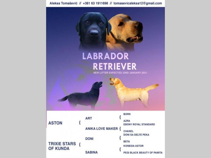 u ponudi štenci labrador retrivera besplatni mali oglasi