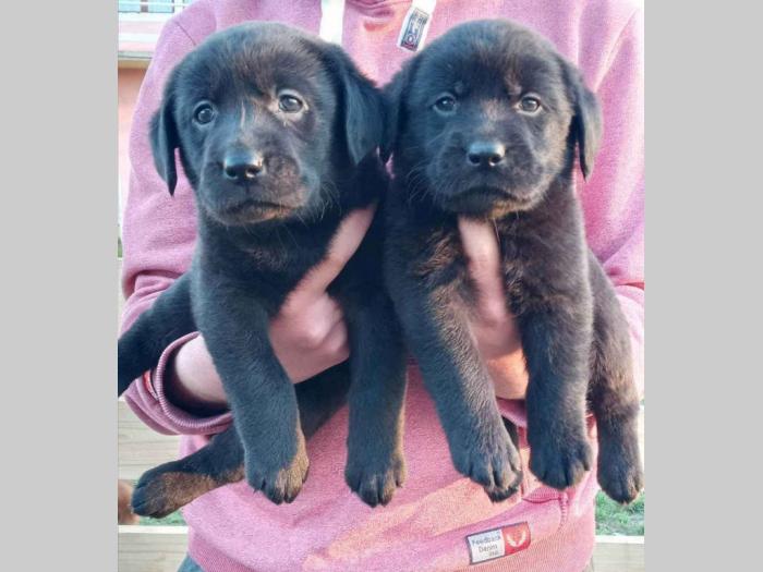 u ponudi štenci labrador retrivera besplatni mali oglasi