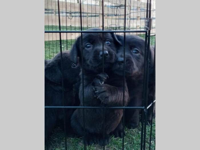 u ponudi štenci labrador retrivera besplatni mali oglasi