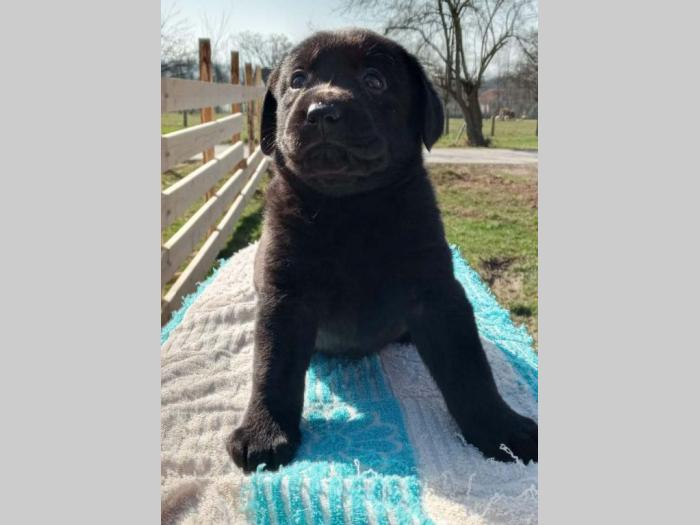 u ponudi štenci labrador retrivera besplatni mali oglasi