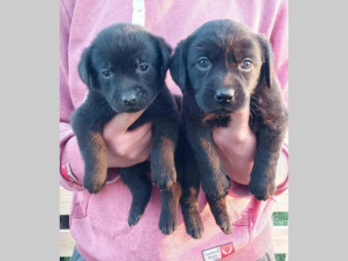 u ponudi štenci labrador retrivera besplatni mali oglasi