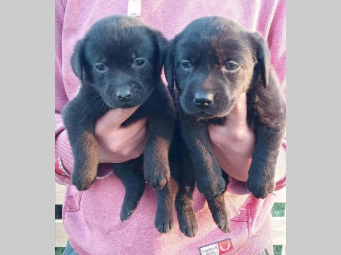 u ponudi štenci labrador retrivera besplatni mali oglasi