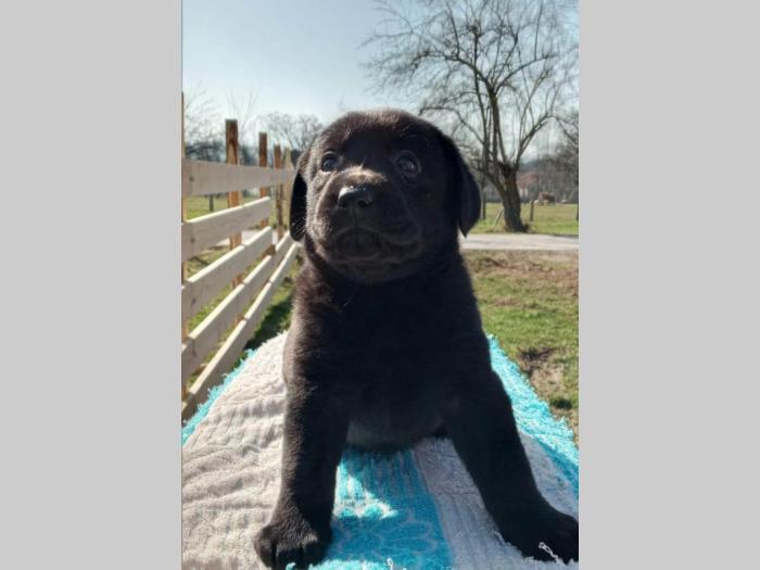 u ponudi štenci labrador retrivera besplatni mali oglasi