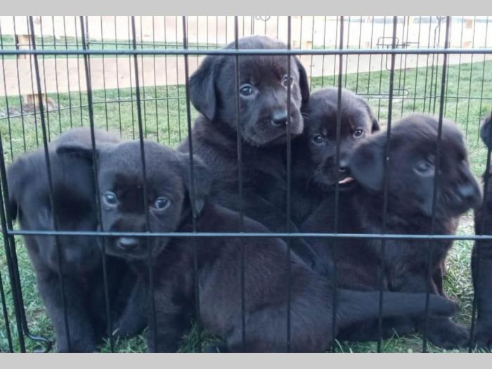 u ponudi štenci labrador retrivera besplatni mali oglasi