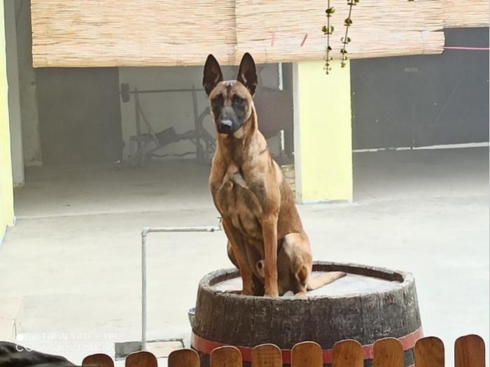 štenci belgijskog ovčara malinoe besplatni mali oglasi
