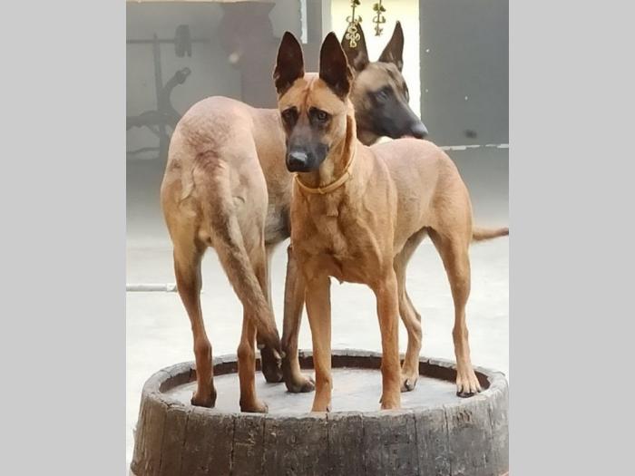 štenci belgijskog ovčara malinoe besplatni mali oglasi