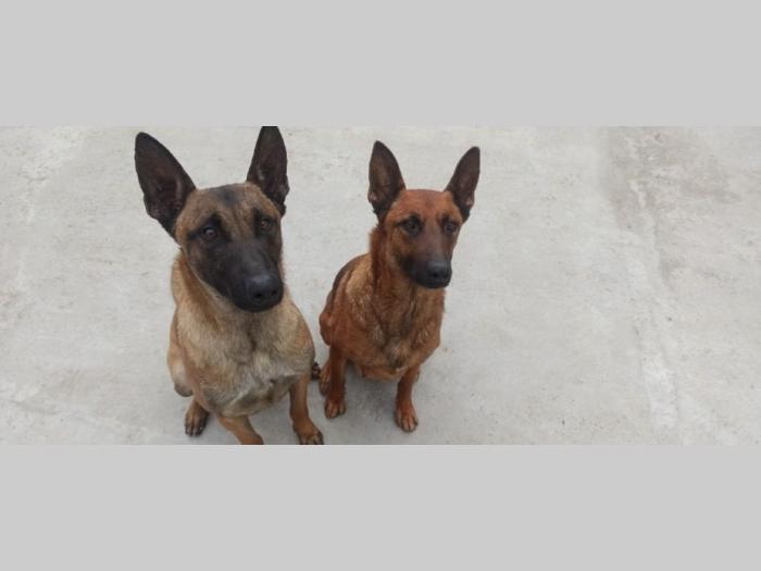 štenci belgijskog ovčara malinoe besplatni mali oglasi