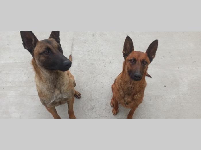 štenci belgijskog ovčara malinoe besplatni mali oglasi
