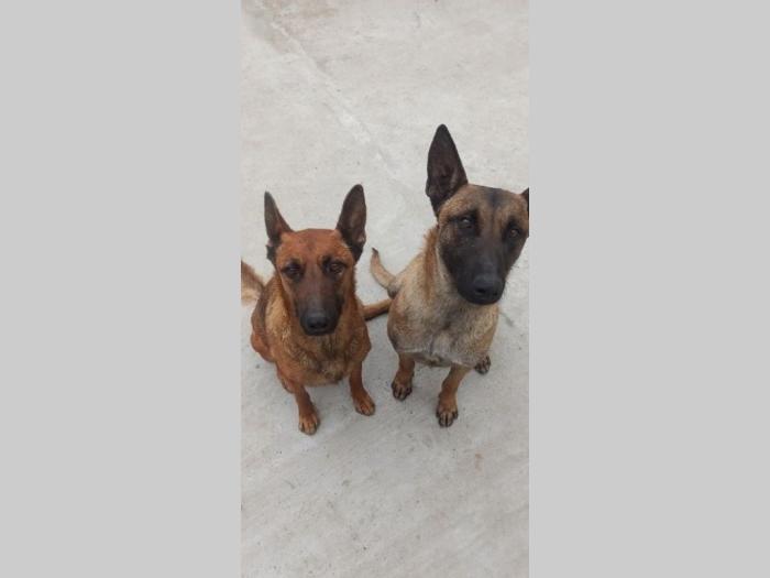štenci belgijskog ovčara malinoe besplatni mali oglasi