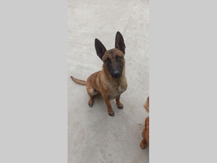štenci belgijskog ovčara malinoe besplatni mali oglasi