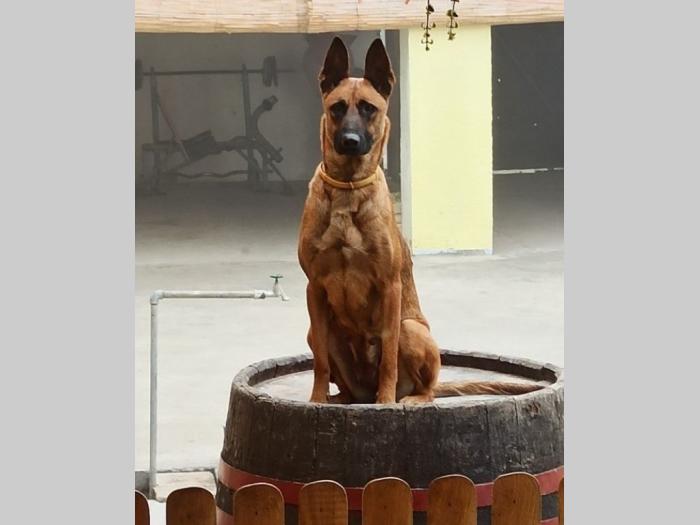 štenci belgijskog ovčara malinoe besplatni mali oglasi