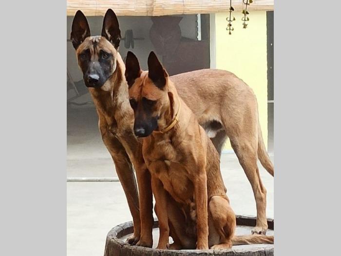 štenci belgijskog ovčara malinoe besplatni mali oglasi