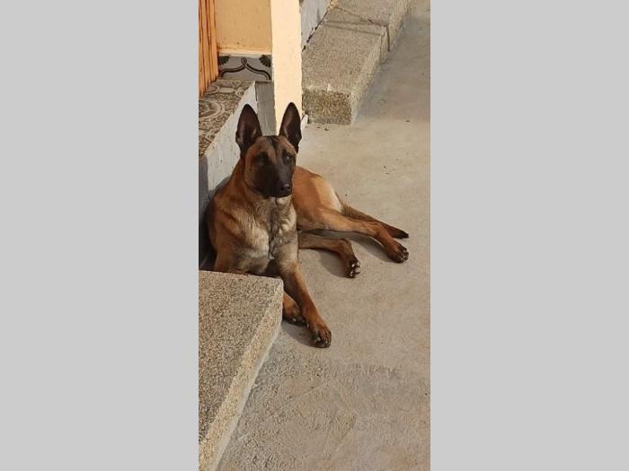 štenci belgijskog ovčara malinoe besplatni mali oglasi