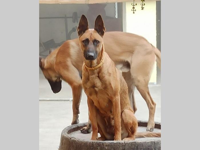 štenci belgijskog ovčara malinoe besplatni mali oglasi