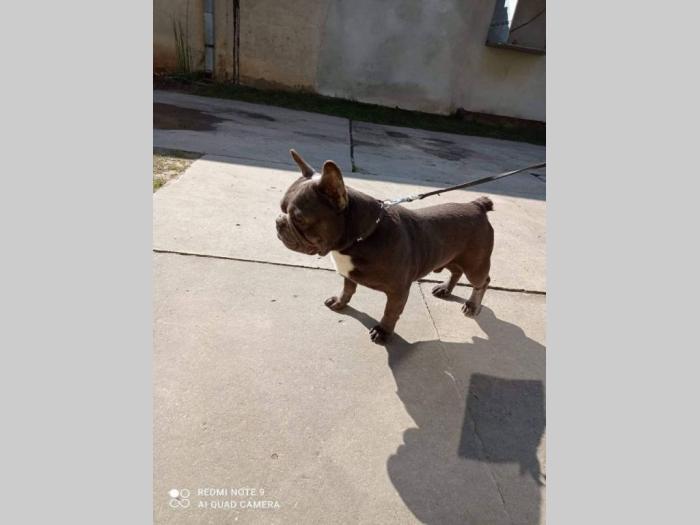 francuski buldog blue i blue tan mužjaci za parenje besplatni mali oglasi