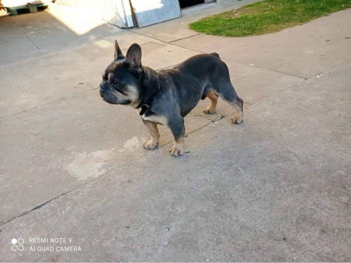 francuski buldog blue i blue tan mužjaci za parenje besplatni mali oglasi