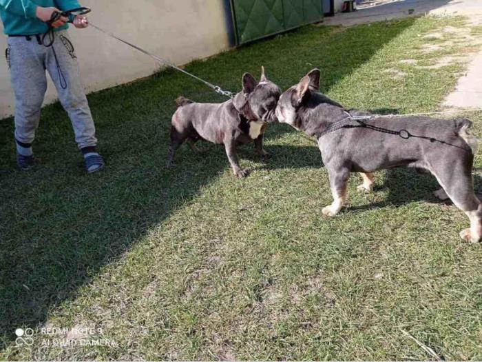 francuski buldog blue i blue tan mužjaci za parenje besplatni mali oglasi