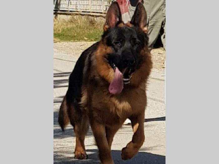 nemački ovčar štenci besplatni mali oglasi