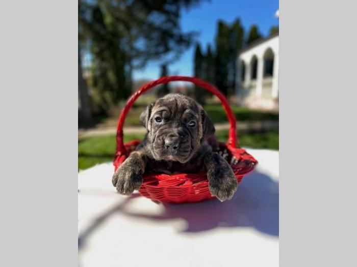 štenci presa canario vrhunskog porekla besplatni mali oglasi