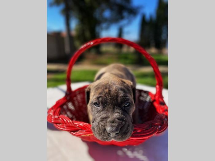 štenci presa canario vrhunskog porekla besplatni mali oglasi