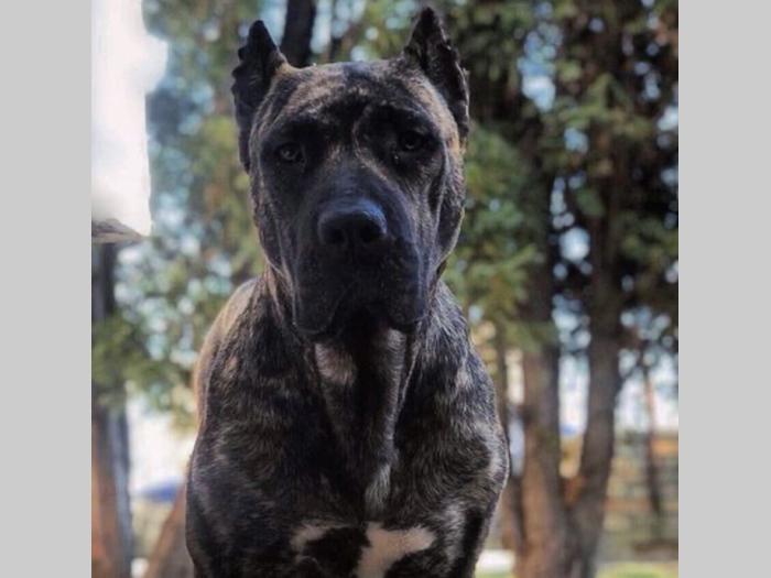 štenci presa canario vrhunskog porekla besplatni mali oglasi