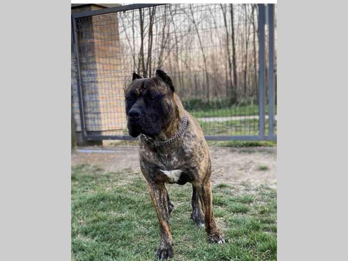 štenci presa canario vrhunskog porekla besplatni mali oglasi