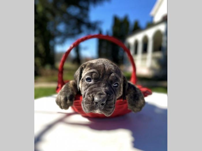 štenci presa canario vrhunskog porekla besplatni mali oglasi
