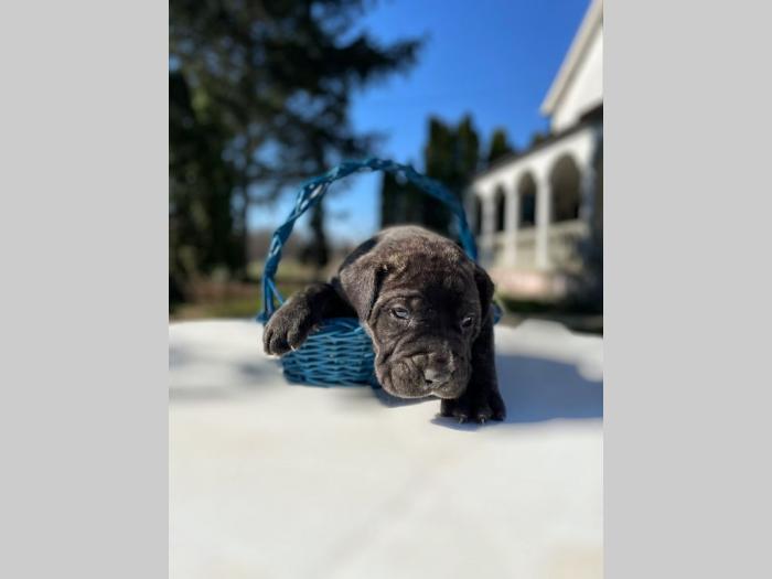 štenci presa canario vrhunskog porekla besplatni mali oglasi