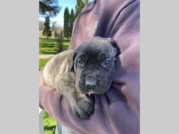 štenci presa canario vrhunskog porekla besplatni mali oglasi