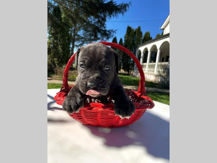 štenci presa canario vrhunskog porekla besplatni mali oglasi
