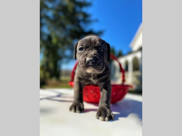 štenci presa canario vrhunskog porekla besplatni mali oglasi