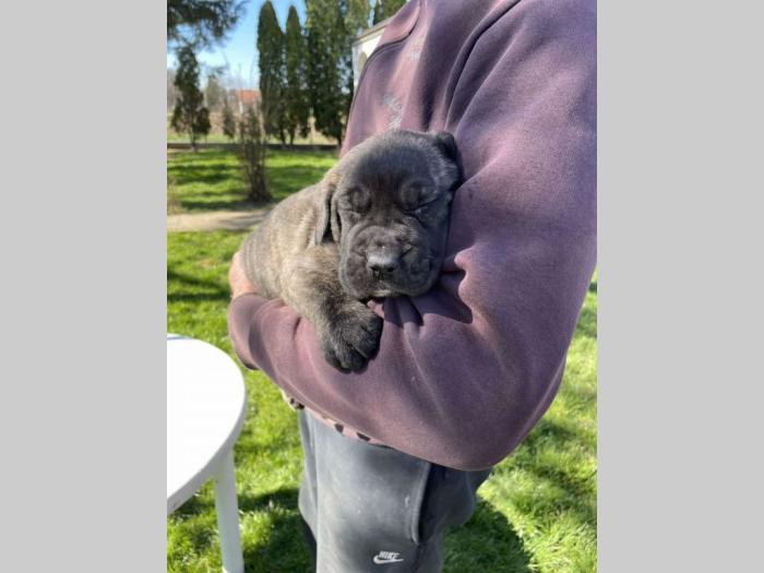 štenci presa canario vrhunskog porekla besplatni mali oglasi