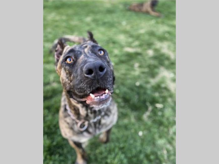 štenci presa canario vrhunskog porekla besplatni mali oglasi