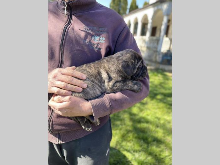 štenci presa canario vrhunskog porekla besplatni mali oglasi