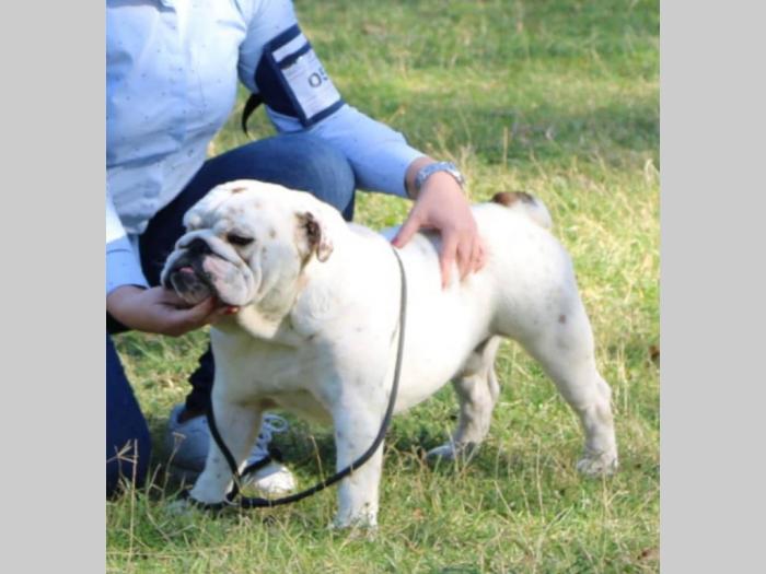 engleski buldog mužjak za parenje besplatni mali oglasi
