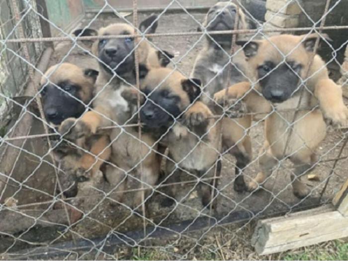 belgijski ovčar malinoa besplatni mali oglasi