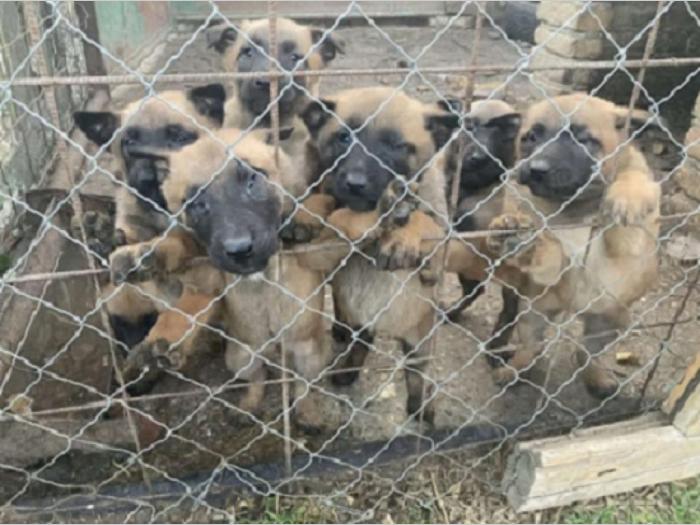 belgijski ovčar malinoa besplatni mali oglasi