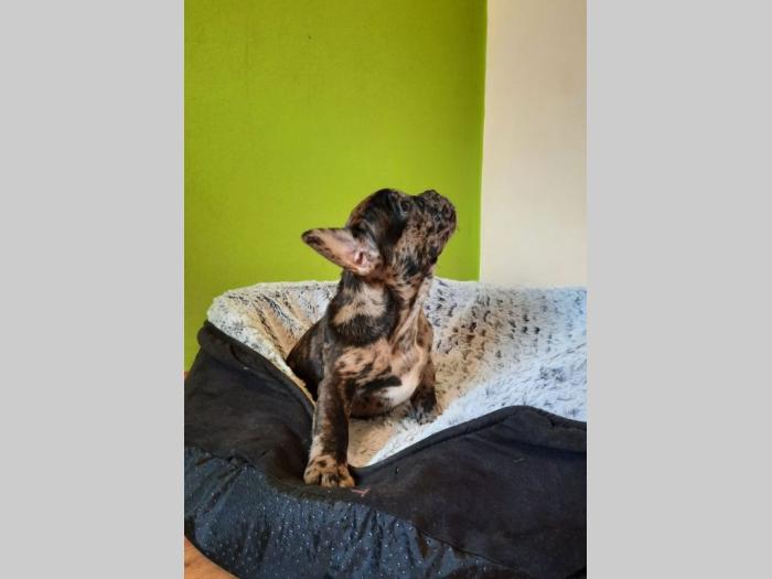 francuski buldog štenci na prodaju besplatni mali oglasi