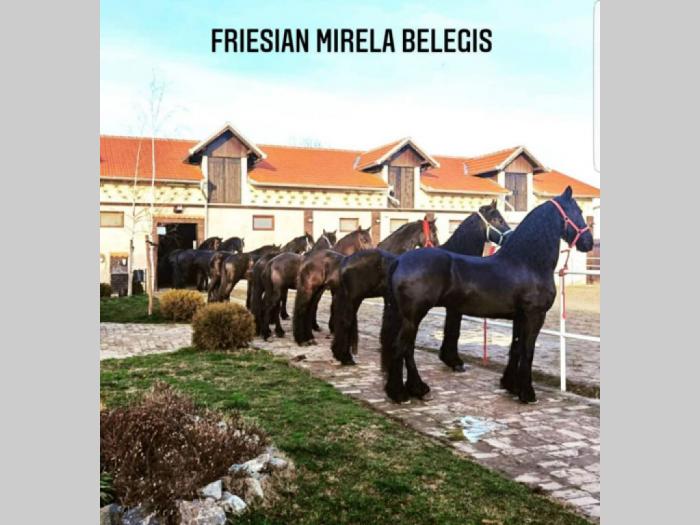 frizijski konji prodaja besplatni mali oglasi